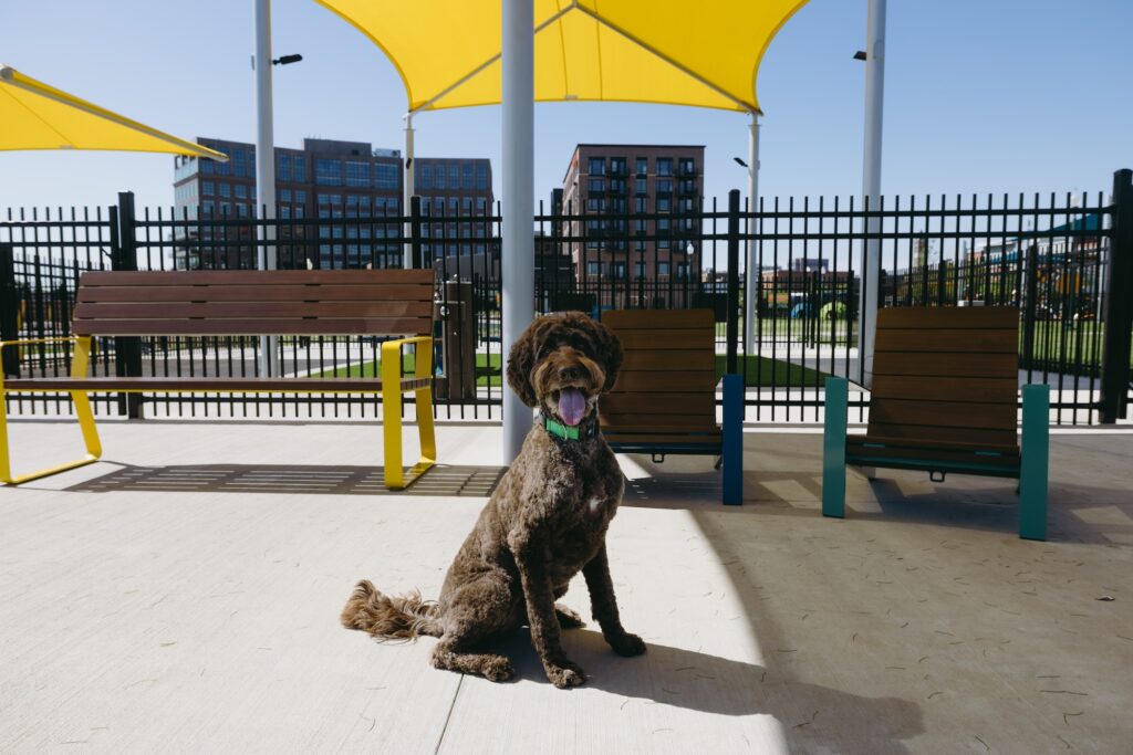 Kona the doodle